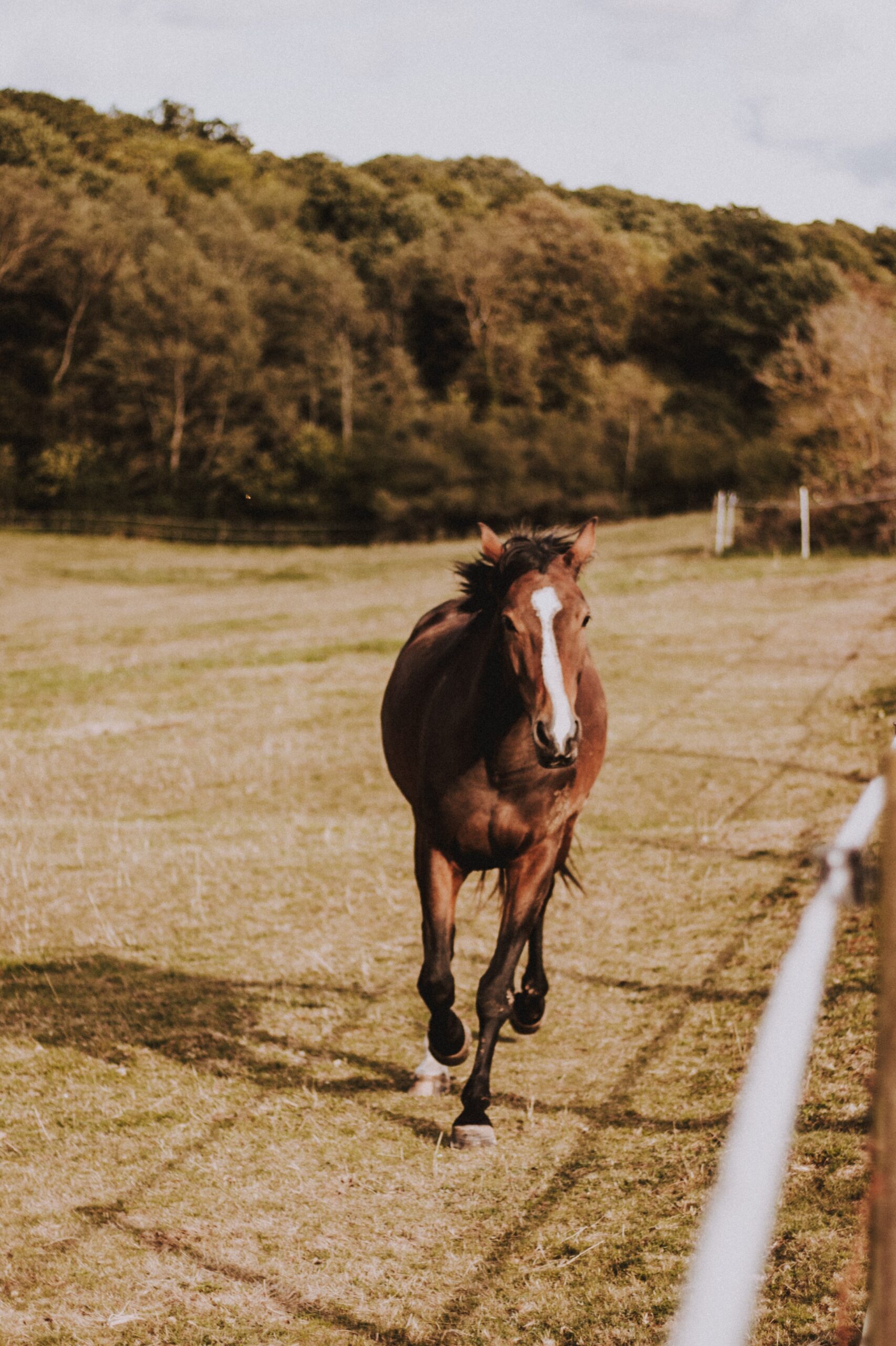 Köpguide för hästtäcken: Hur du väljer det perfekta för din häst