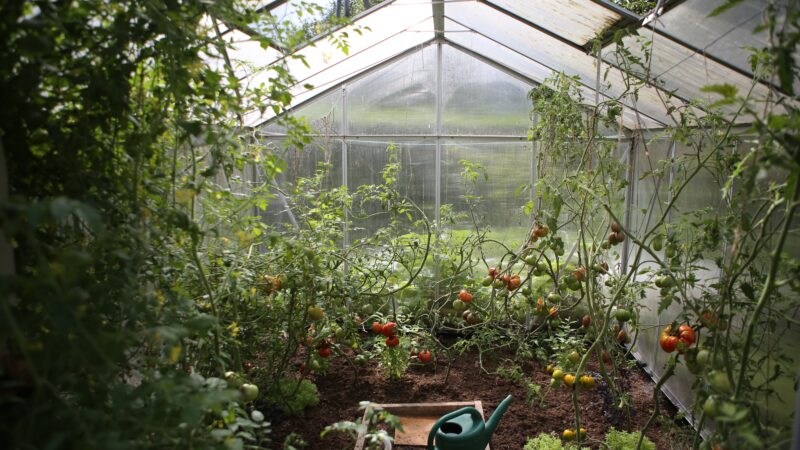 Växthus: Hur du väljer rätt för dig