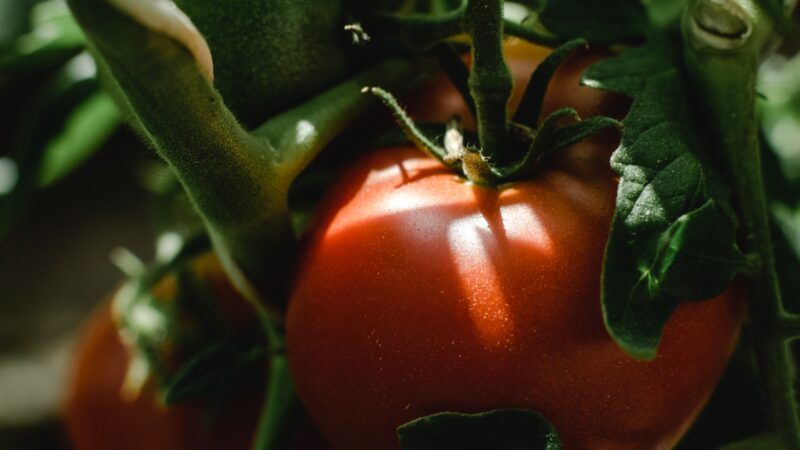 Varför du borde använda tomatnäring till dina tomatplantor