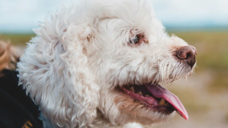 Hundhalsband och Långlina till Hund: Viktiga Verktyg för Träning och Säkerhet