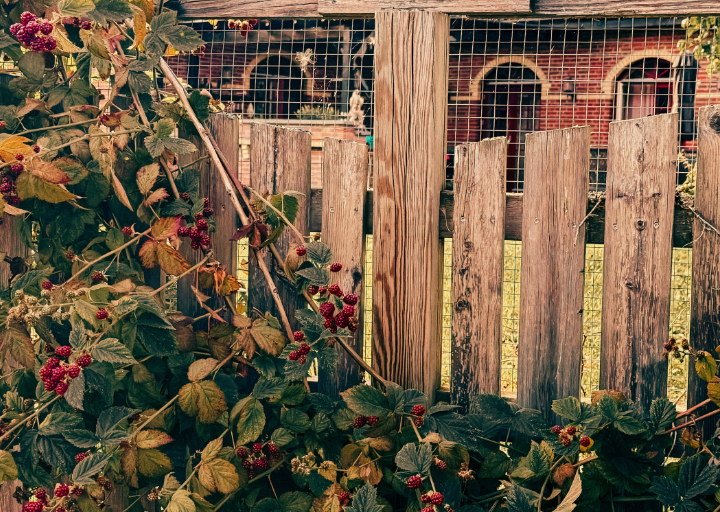 Guide till val och lagar kring staket för den svenska trädgården