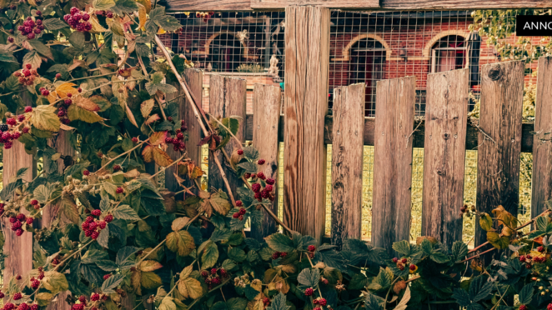 Guide till val och lagar kring staket för den svenska trädgården